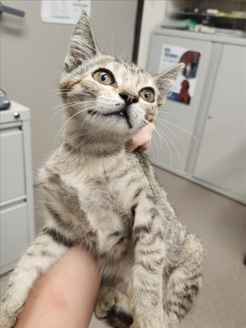 Edie - Domestic Short Hair
