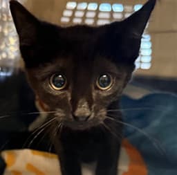 Unknown image 1