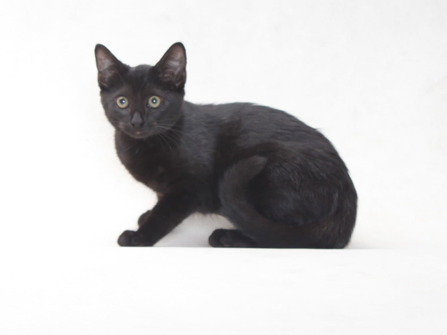 Unknown - Domestic Short Hair