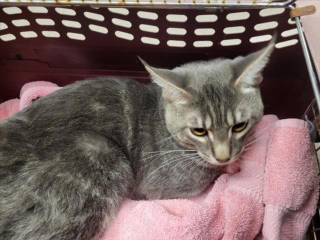 Sky - Domestic Medium Hair