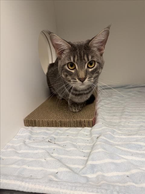 Sky - Domestic Medium Hair