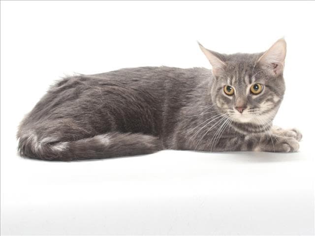 Sky - Domestic Medium Hair