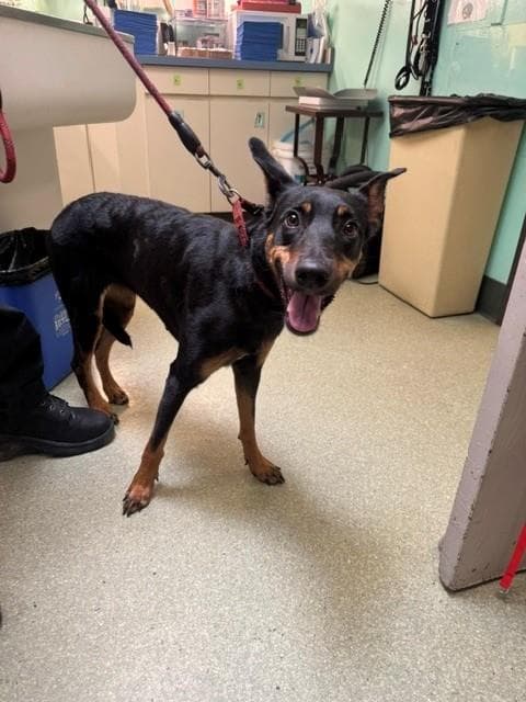 Macy Mae - German Shepherd Dog