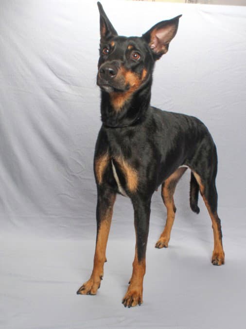 Macy Mae - German Shepherd Dog
