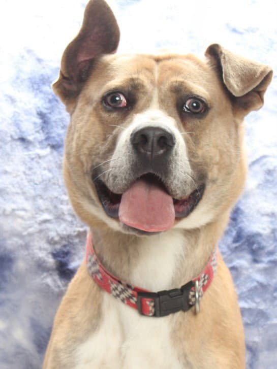 Baby Boy - Pit Bull Terrier
