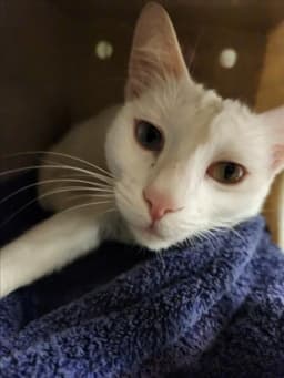 Mimi image 1