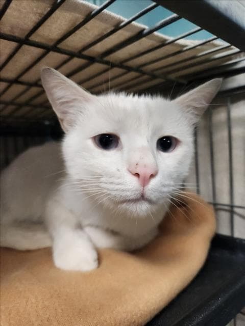 Barron - Domestic Short Hair