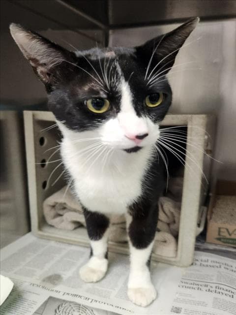 Unknown - Domestic Short Hair