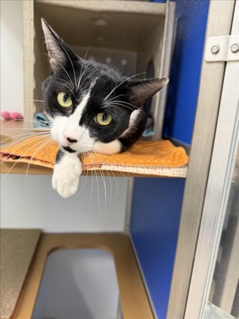 Unknown - Domestic Short Hair