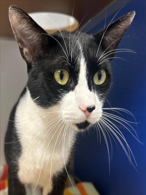 Unknown - Domestic Short Hair