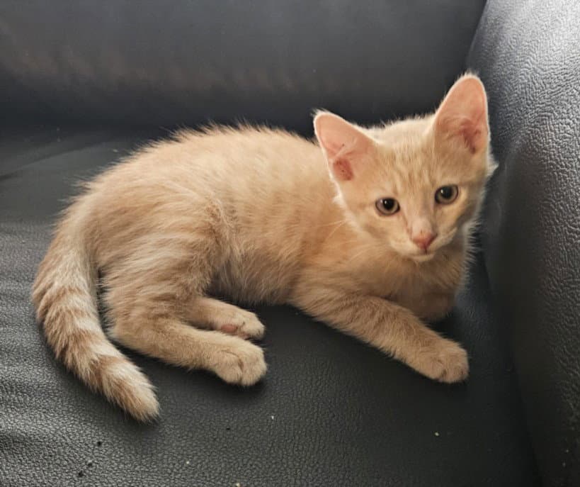 Sundance - Domestic Short Hair