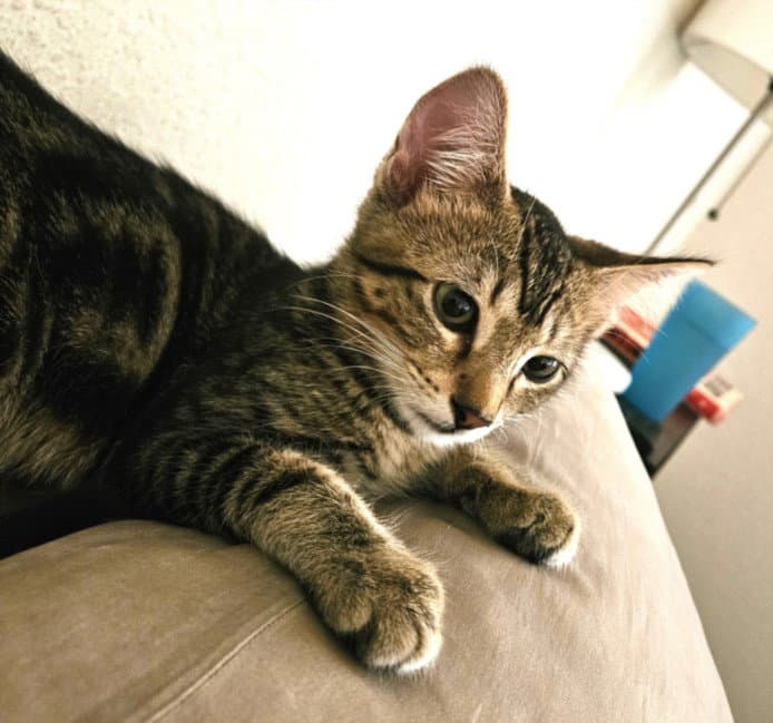Butch - Domestic Short Hair