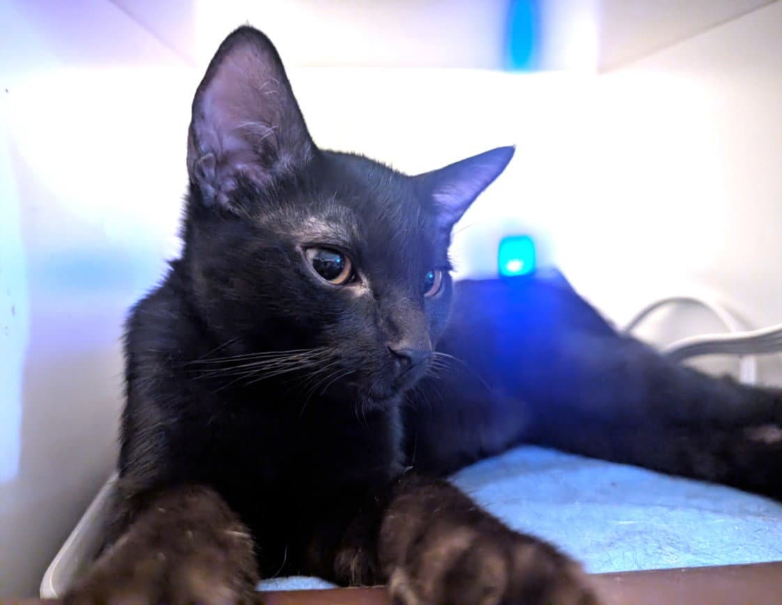 The Count - Domestic Short Hair