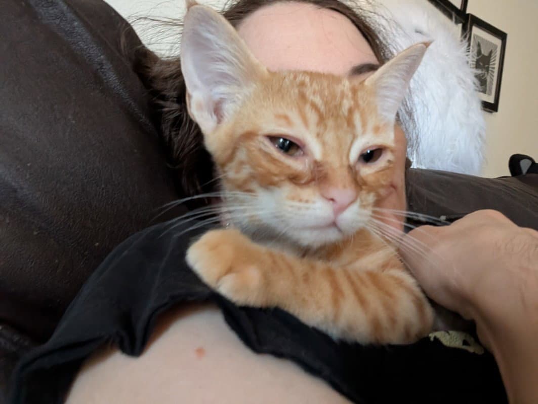 Princess - Domestic Short Hair
