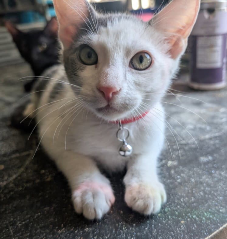 Chilis - Domestic Short Hair