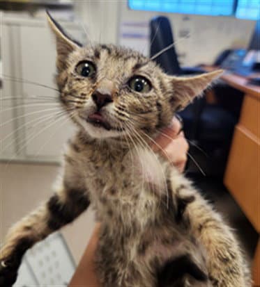 Unknown - Domestic Short Hair