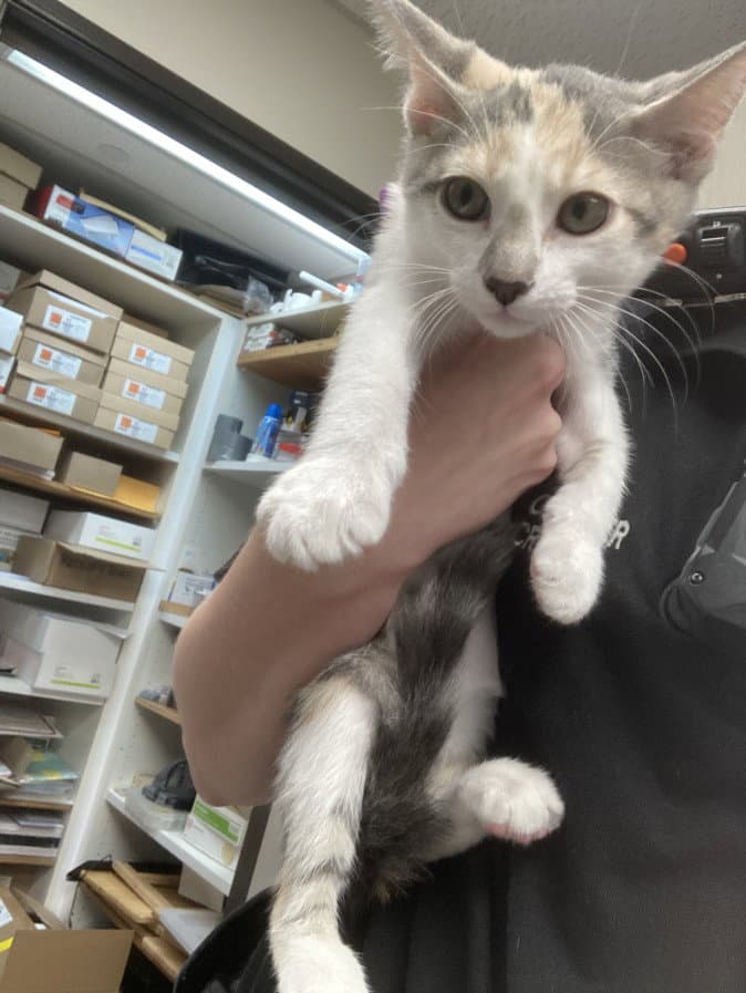 Unknown - Domestic Short Hair