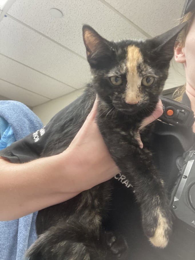 Unknown - Domestic Short Hair