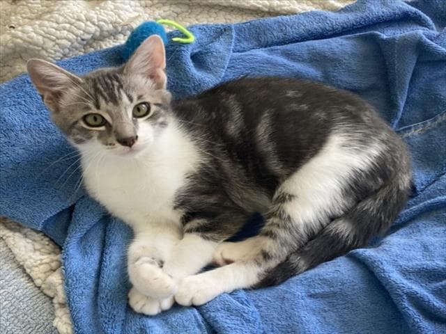Benny - Domestic Short Hair