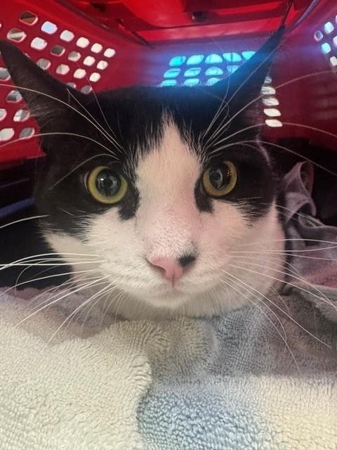 Wilber - Domestic Short Hair