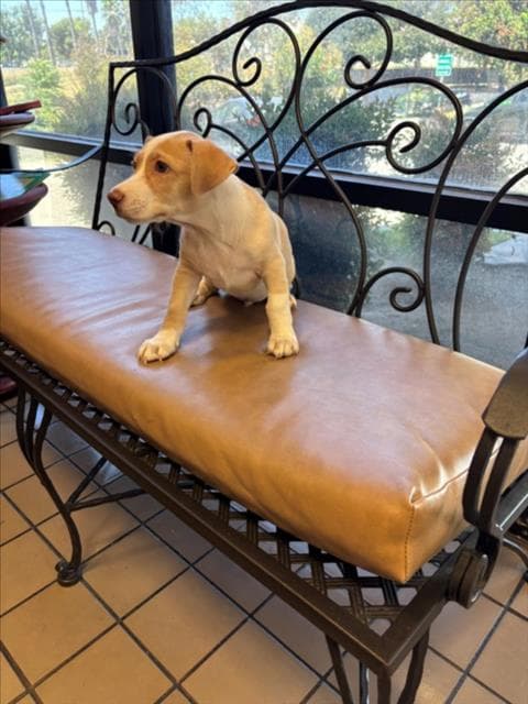 Charlie - Beagle