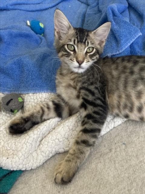 Luka - Domestic Short Hair