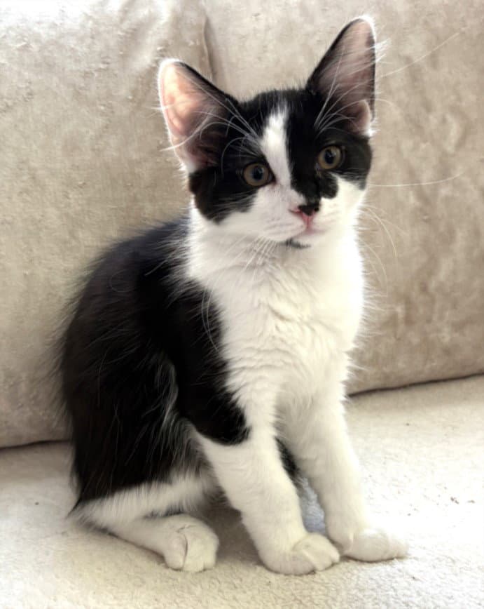 Floof - Domestic Short Hair