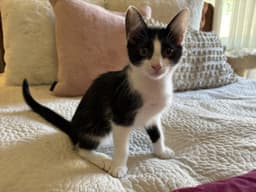 Tuxie image 1