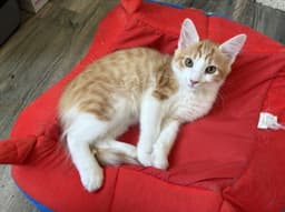 Little Orange image 1