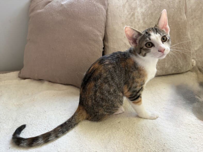 Sweetie - Domestic Short Hair