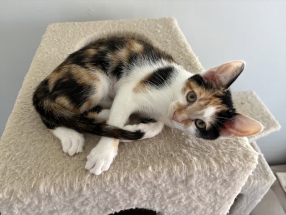 Tiny - Domestic Short Hair