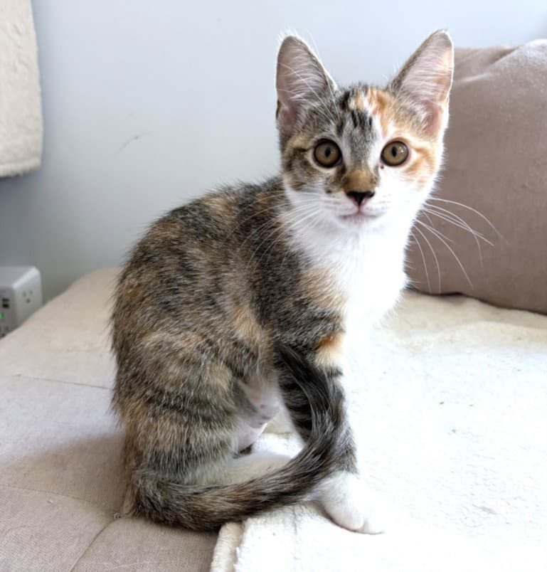 Adventure Girl