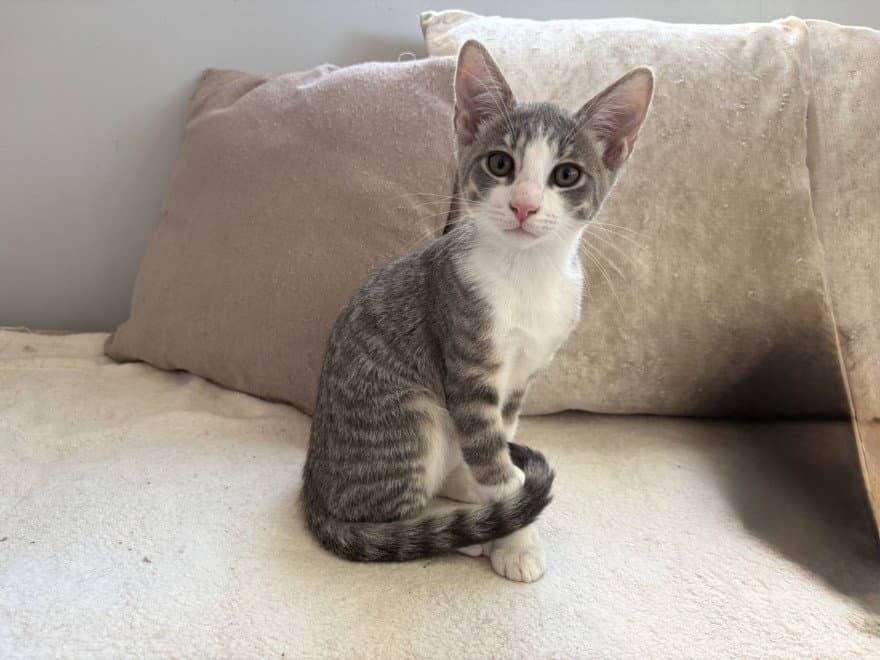 Graybee - Domestic Short Hair