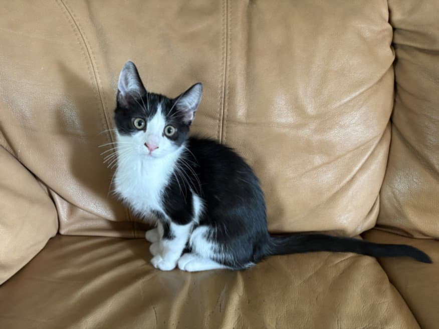 Suit - Domestic Short Hair