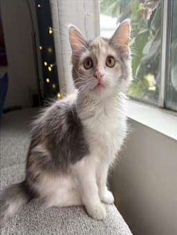 Jazzie image 1
