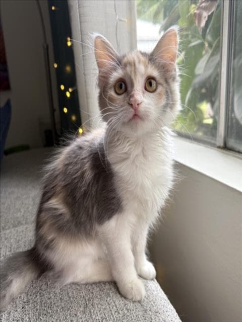 Jazzie