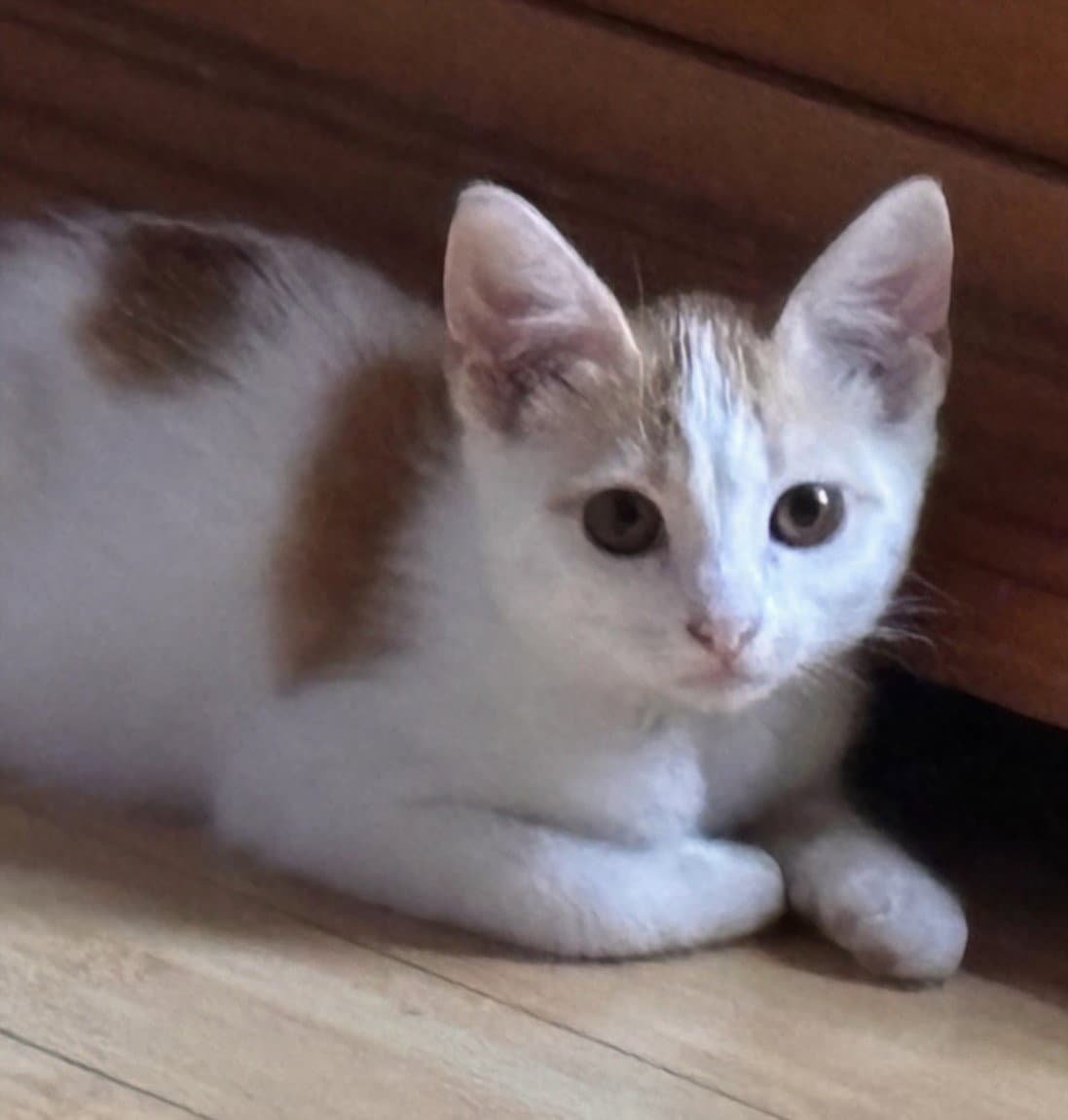 Waylon - Domestic Long Hair