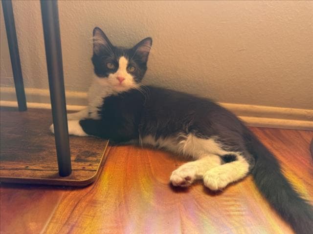 Bruno - Domestic Short Hair