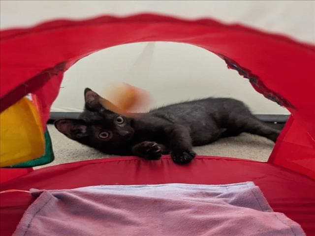 Billy - Domestic Short Hair