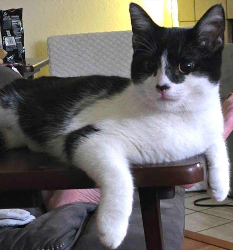 Milky Way - Domestic Short Hair