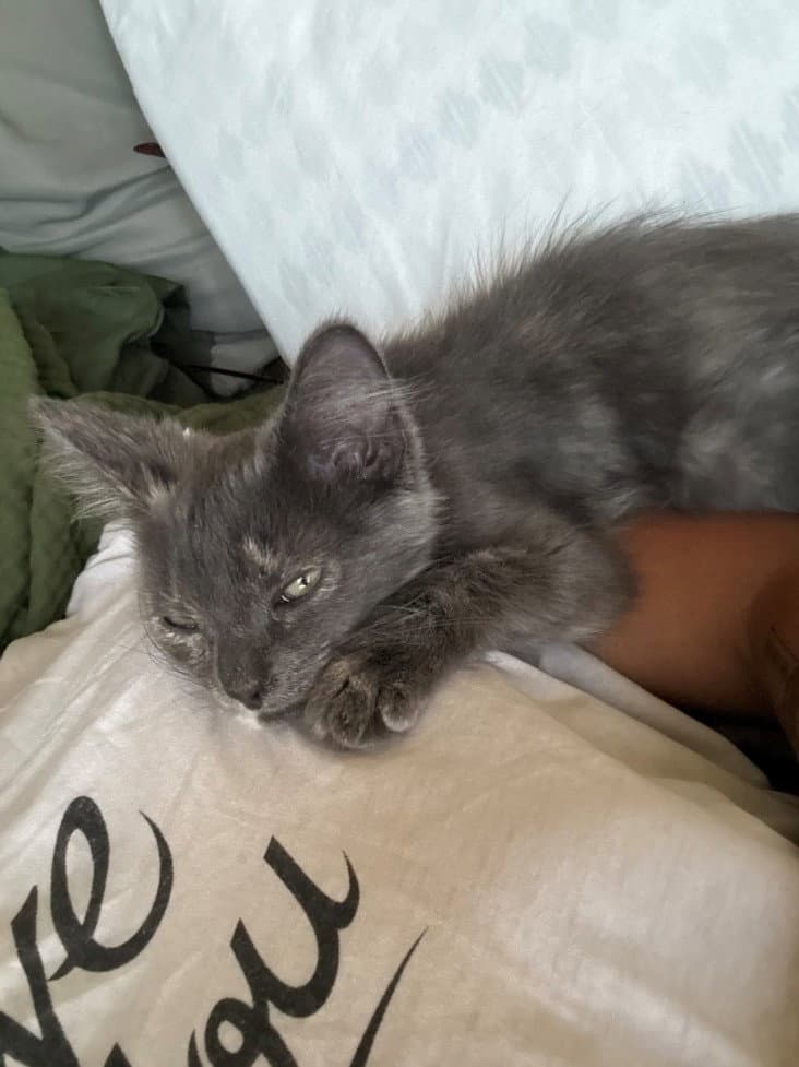 Luna - Domestic Short Hair