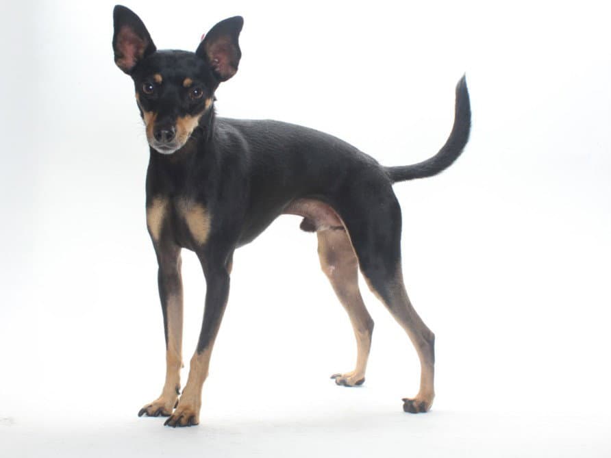 Max - Chihuahua