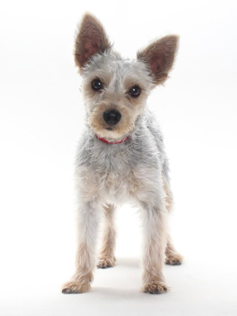 Teddy - Terrier