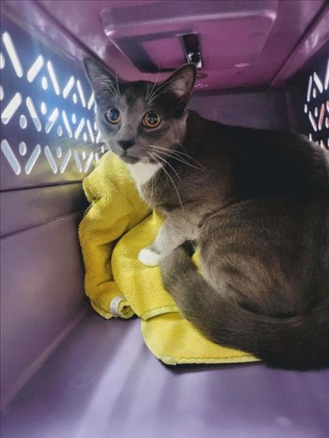 Unknown - Domestic Short Hair