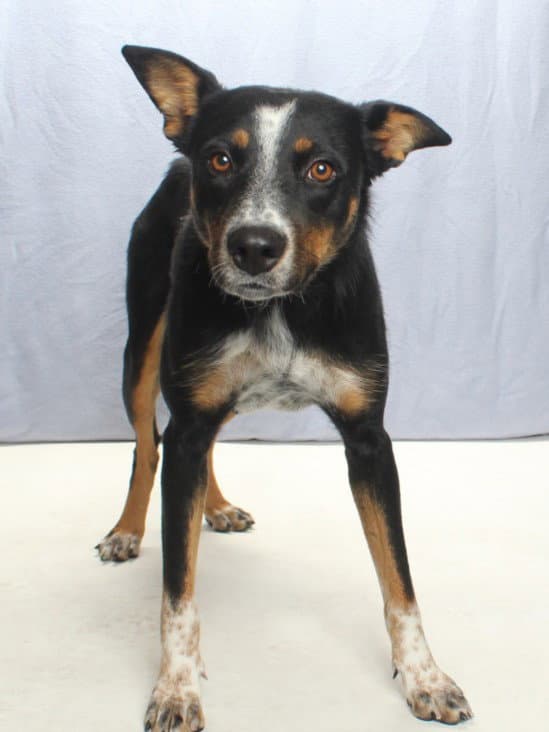 Maggie - Australian Cattle Dog/Blue Heeler