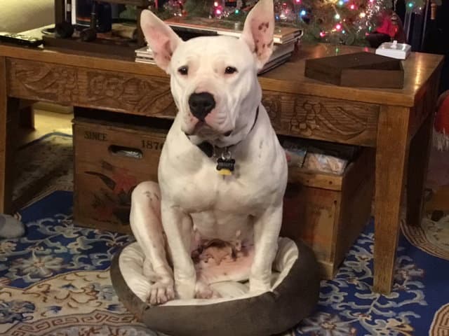 Emmy Lou - American Pit Bull Terrier