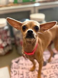 Chia - Chihuahua