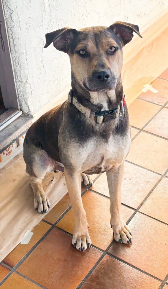 Buddy - Courtesy Post - Beagle