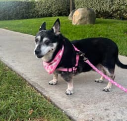 Willow Chihuahua image 1
