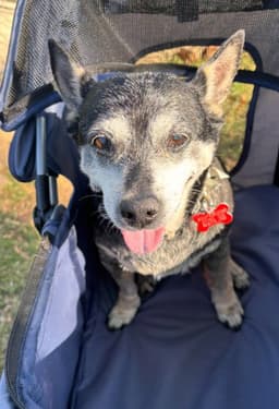Willow Chihuahua image 4